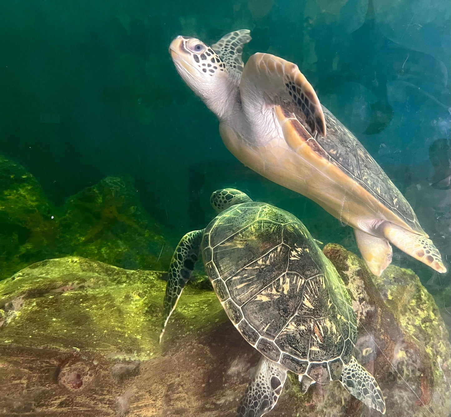 Huidong Turtle Conservation