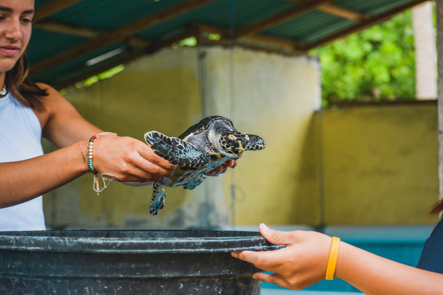 Nusa Penida Turtle Conservation Volunteering