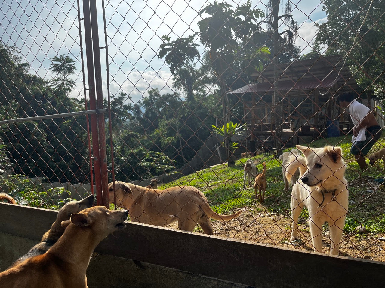 Philippines Rescued Animal Care