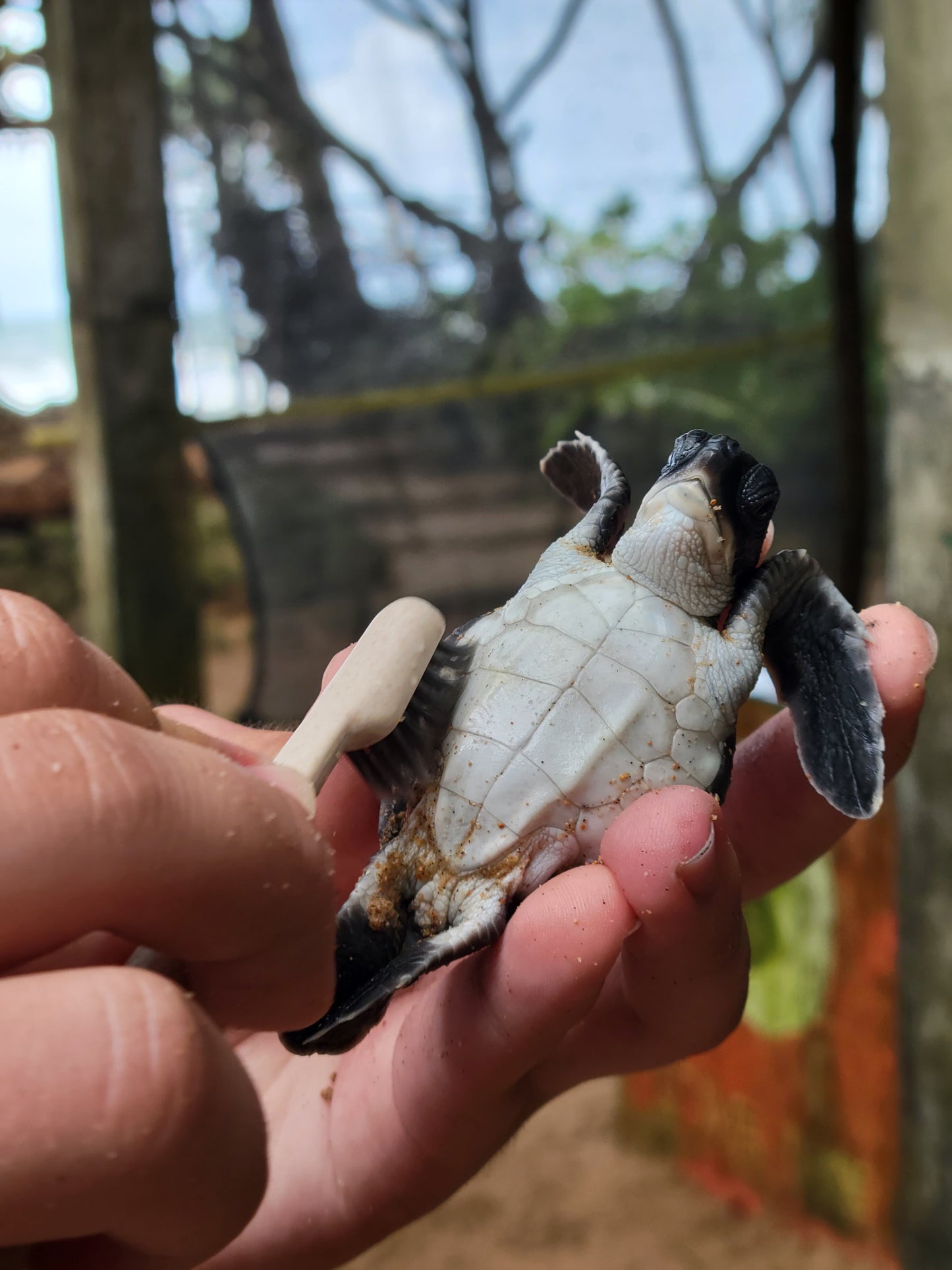 Sri Lanka Turtle Conservation Volunteering